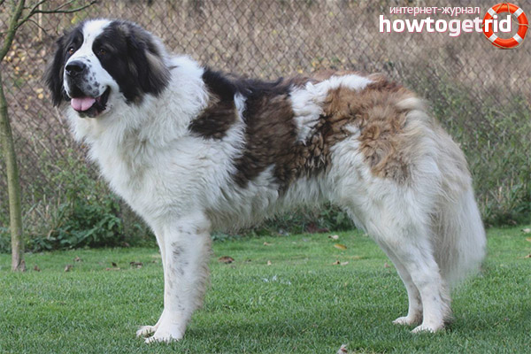 The nature of the Moscow Watchdog