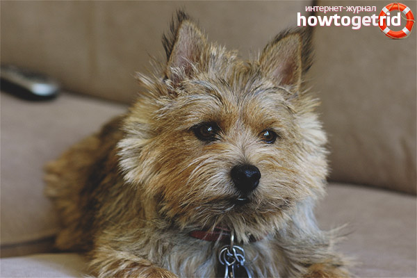 Character Norwich Terrier