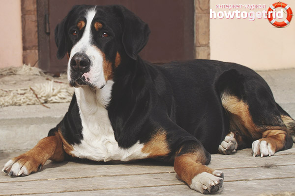 Character of the Swiss Mountain Dog