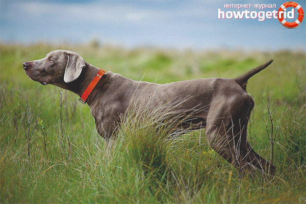 Weimar Pointing Character