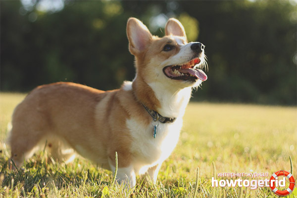 Character welsh corgi pembroke