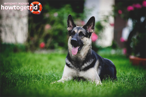 East European Shepherd Character