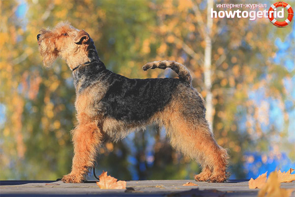 Description of the Welsh Terriers