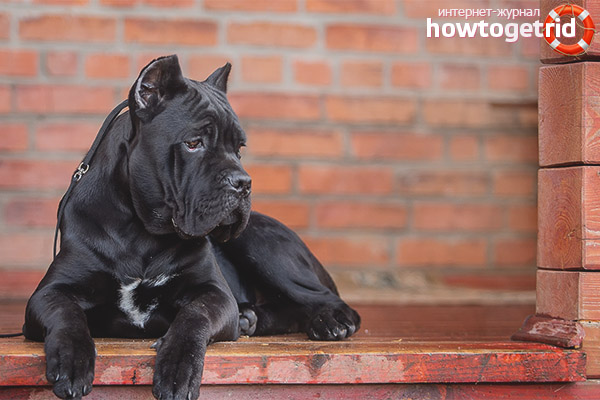Characteristics of Cane Corso