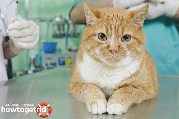 Chemical sterilization of cats