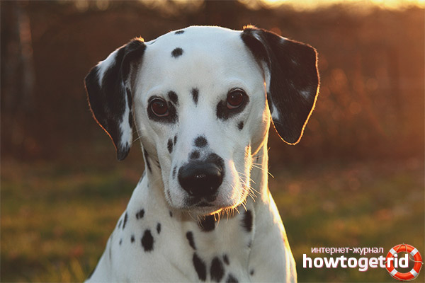 Intelligence Dalmatian