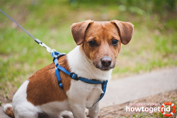 Intelligence and character Jack Russell Terrier