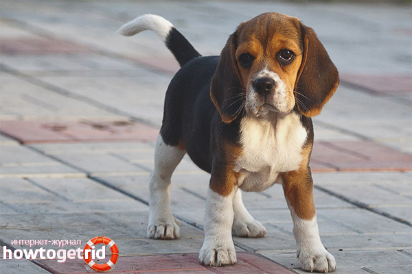 Intellectual development of beagles