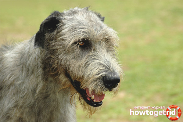 Irish Wolfhound