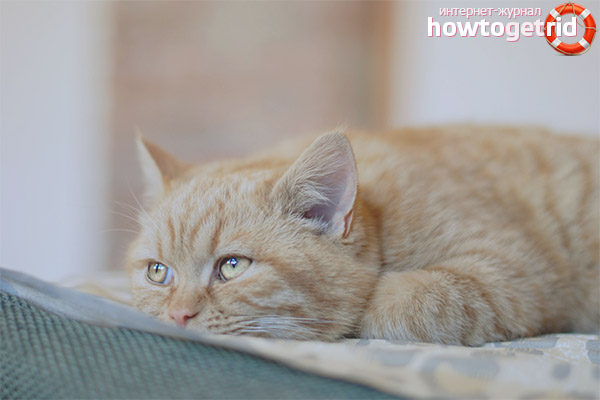 Temperature change in a cat after sterilization surgery