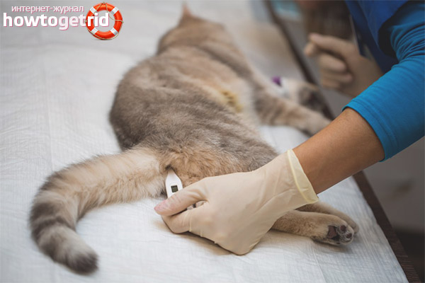 Cat temperature measurement