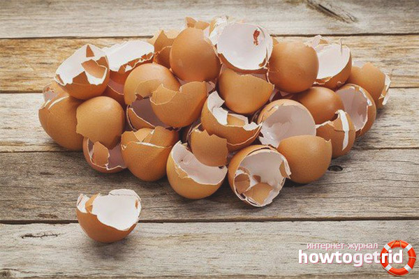 Eggshell during pregnancy