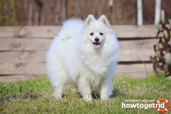 Japanese Spitz