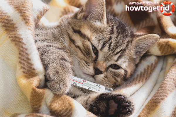 How to understand that a cat has a fever
