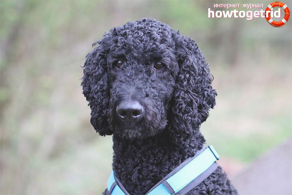 How to choose a poodle