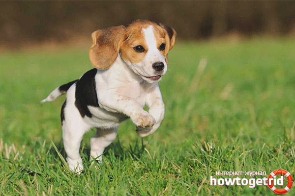 How to walk a beagle
