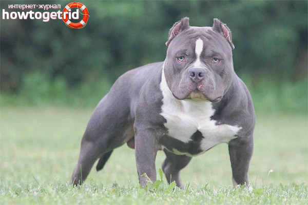 How to care for an American Bull