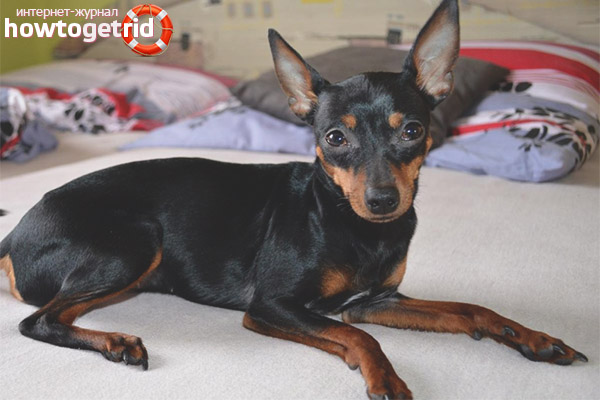 How to care for a Prague rat