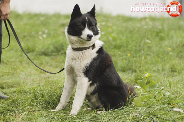 How to care for Russian-European husky