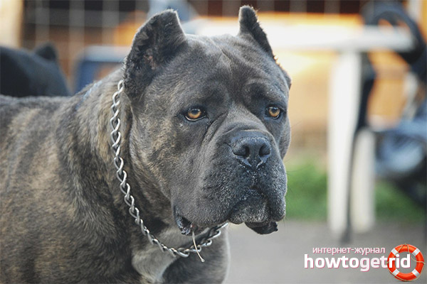 Cane Corso