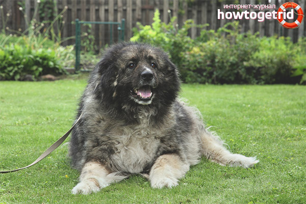 Caucasian Shepherd Dog