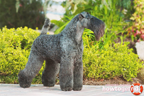 Kerry Blue Terrier