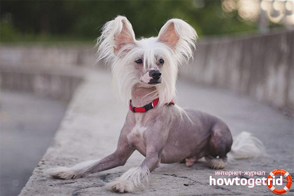Chinese Crested Dog