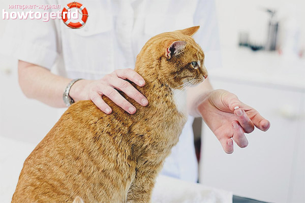 Contraception of cats with medicines