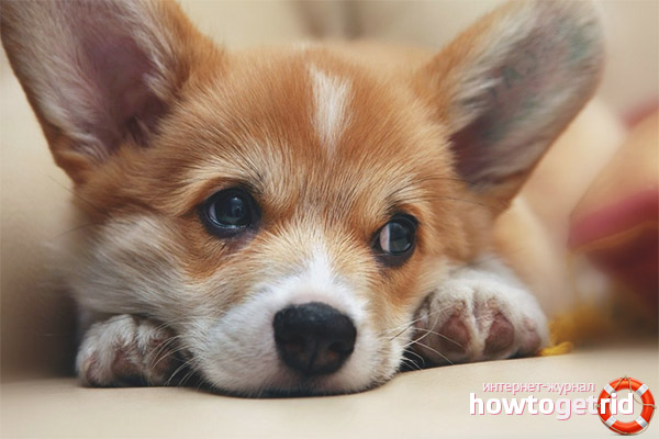 Feeding and care welsh corgi pembroke