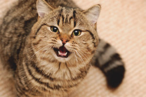 Cat became aggressive