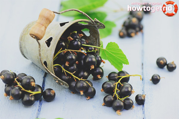 Is it possible for pregnant black currants