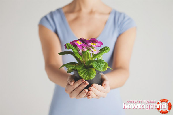 Can I give flowers in pots