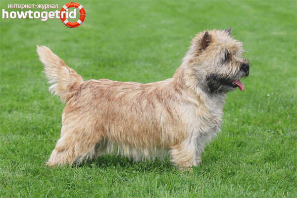 Norwich Terrier