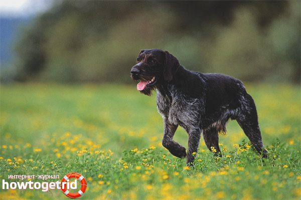 Hunting qualities of Drathaar