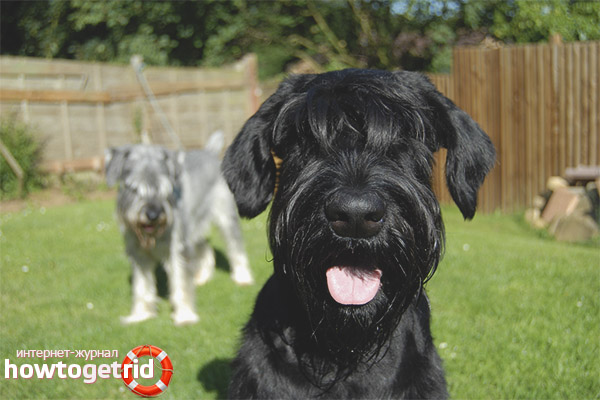 Color and type of Giant Schnauzer coat