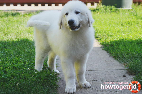 Description of the Pyrenees Dog