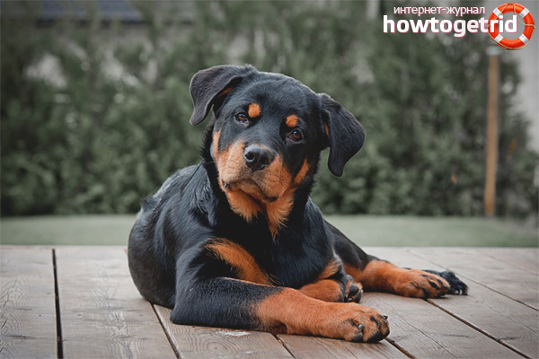 Rottweiler Description
