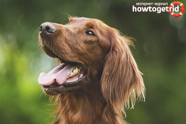 Character Features of the Irish Setter