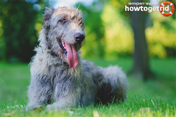 Character features of the Irish Wolfhound