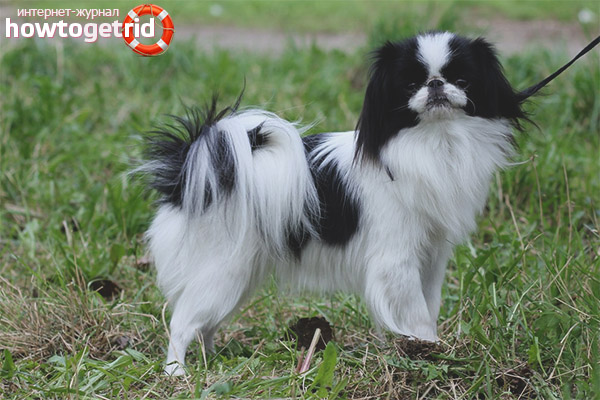 Characteristics of Japanese Chin