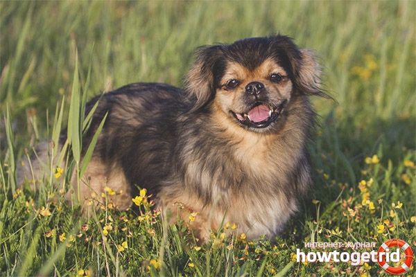 Tibetan Spaniel Nutrition Features