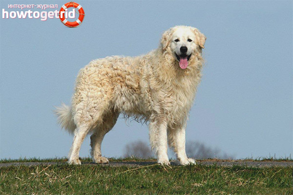 Features of the content of Hungarian kuvas