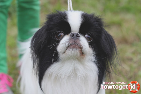 Features of Japanese Chin Care