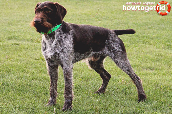 Drathaar relationship with children