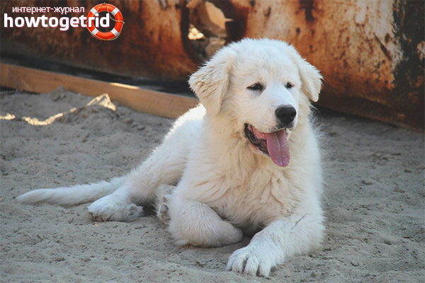 Pyrenees Mountain Dog