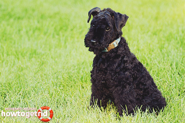 Food Kerry Blue Terrier