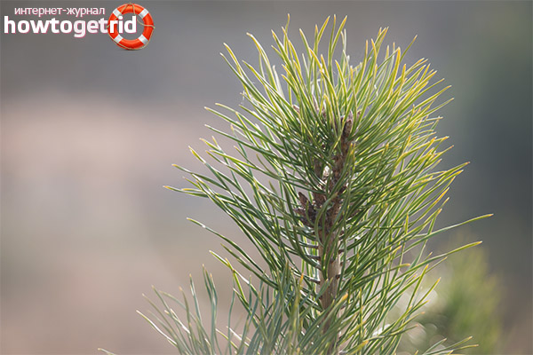 Useful properties of pine needles