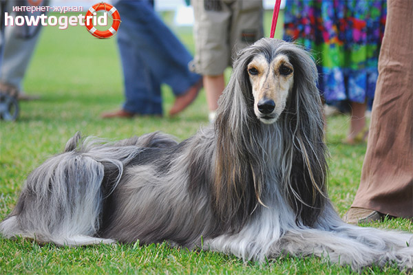 Dog breed Afghan Hound