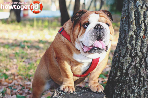 Dog breed english bulldog