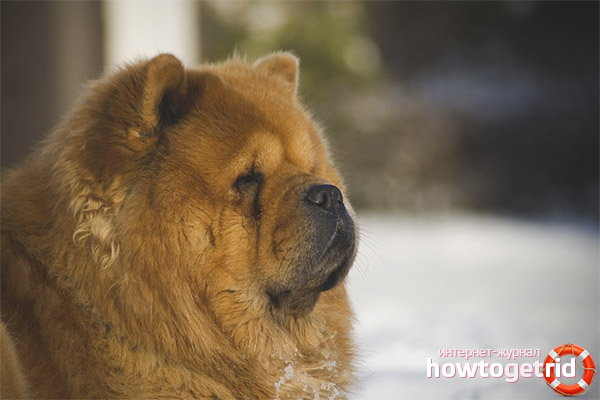 Dog breed chow chow